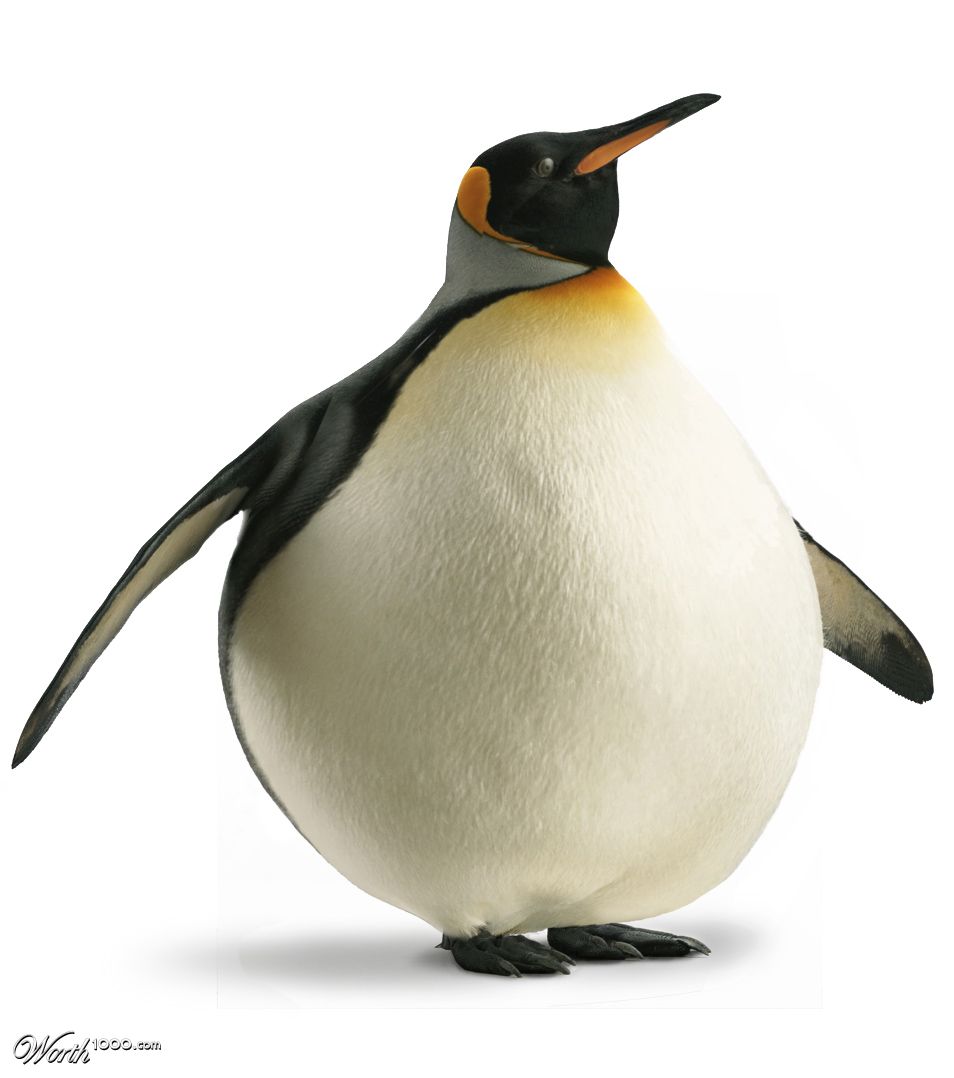 Portly Penguin