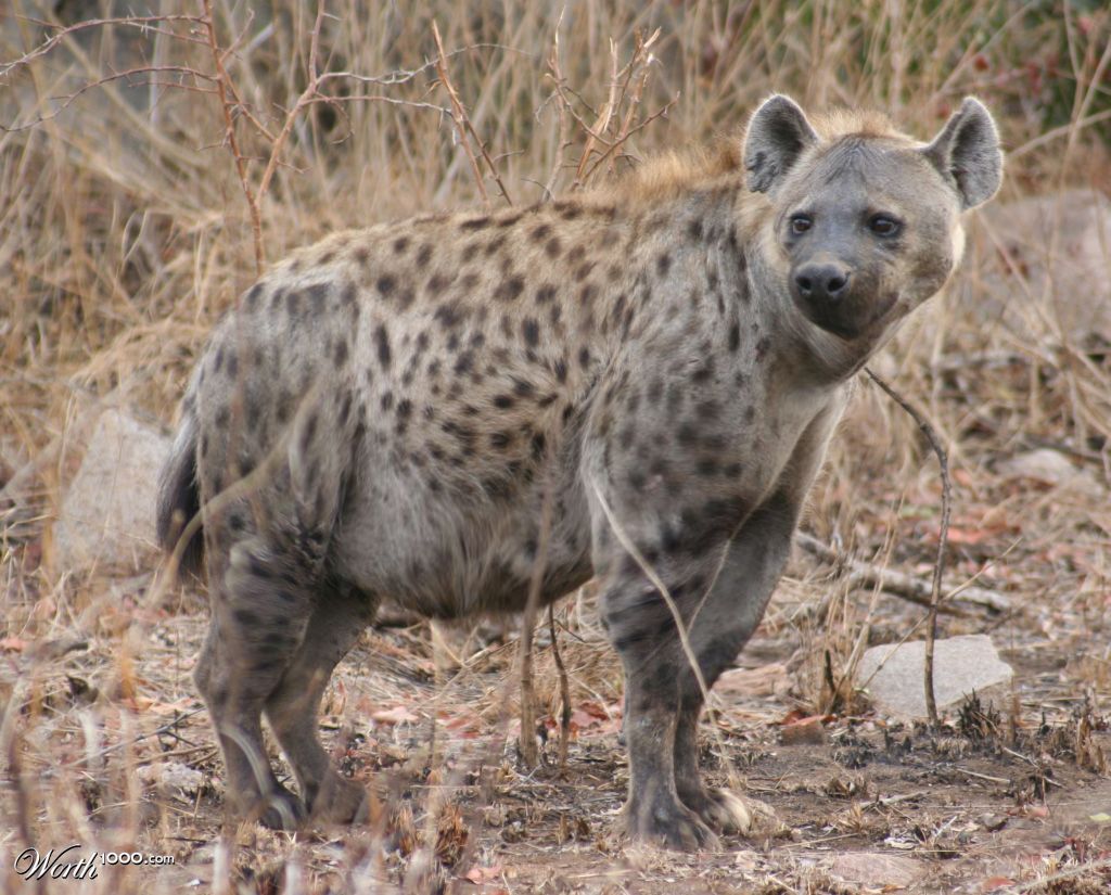 Fat Hyena