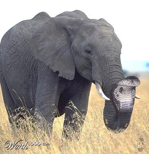 Cobrephant