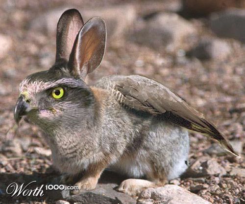 Rabbit-Hawk