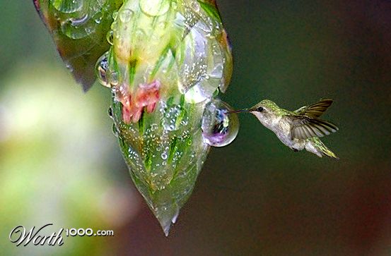 Garden rain