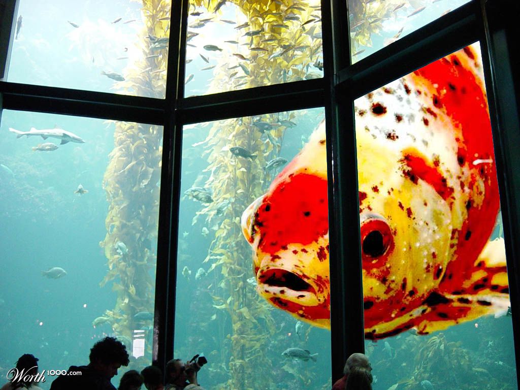 MaxGoldfish Aquarium