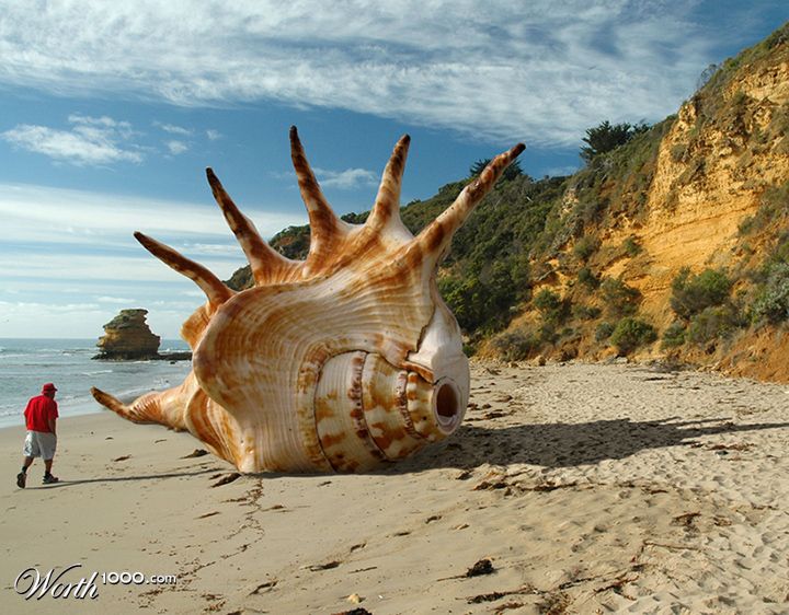 big shell