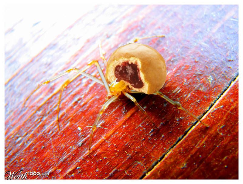 Jelly Spider