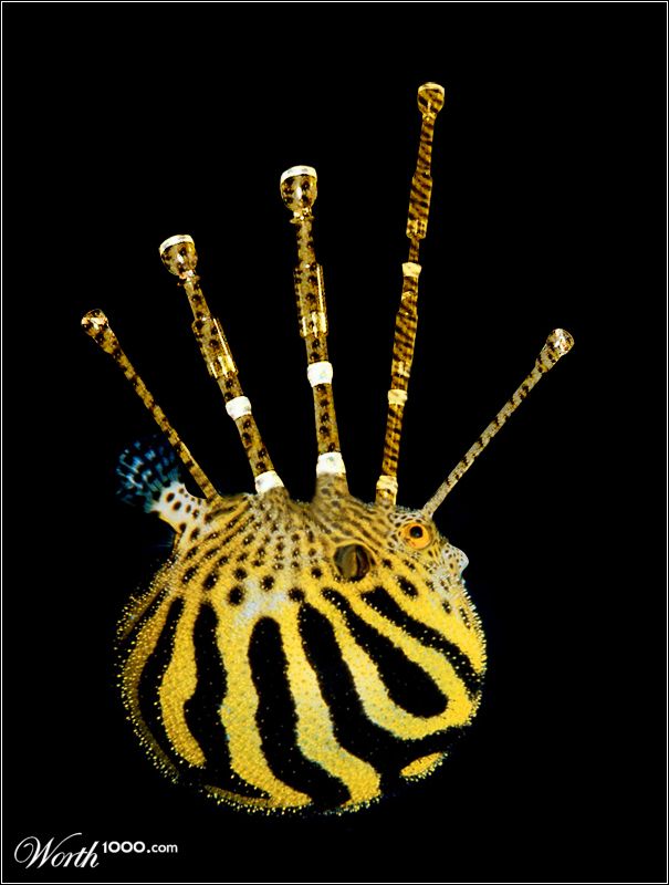 Scottish Coast Pipefish