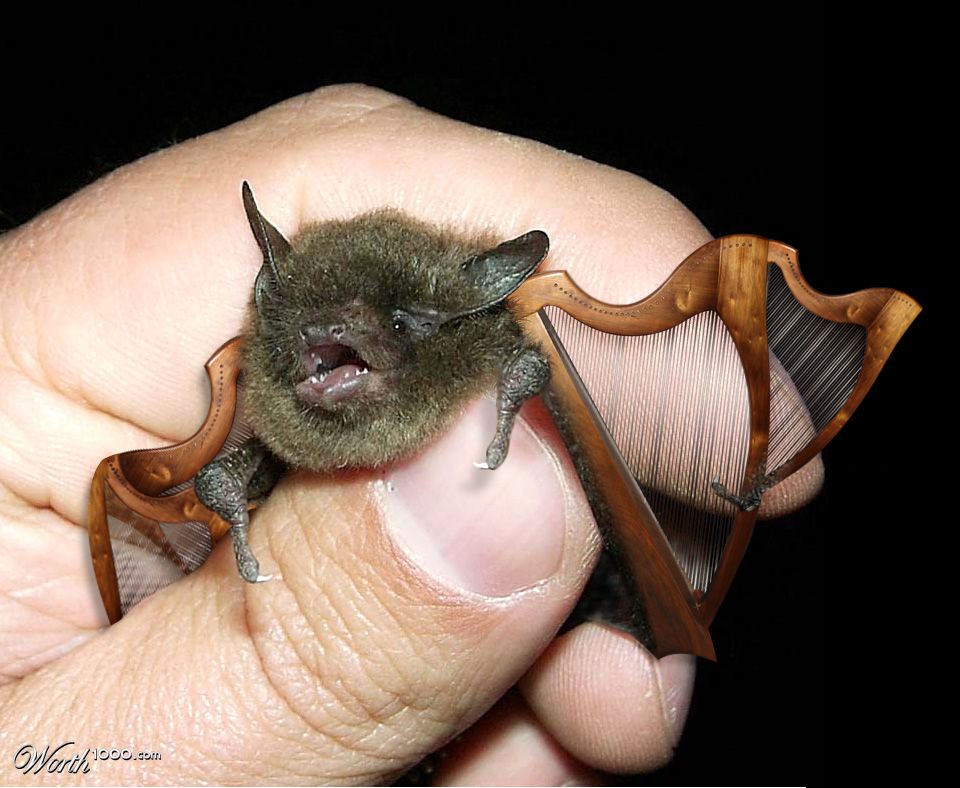 Harp Bat
