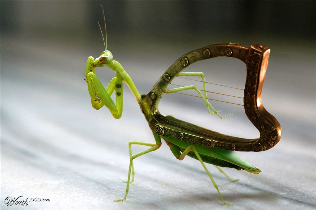 Playing Mantis