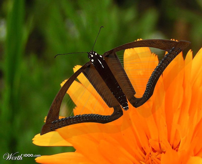 harpfly