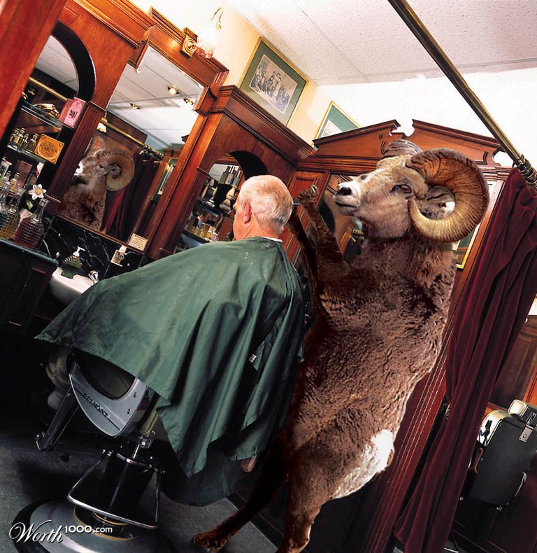 Shear Revenge