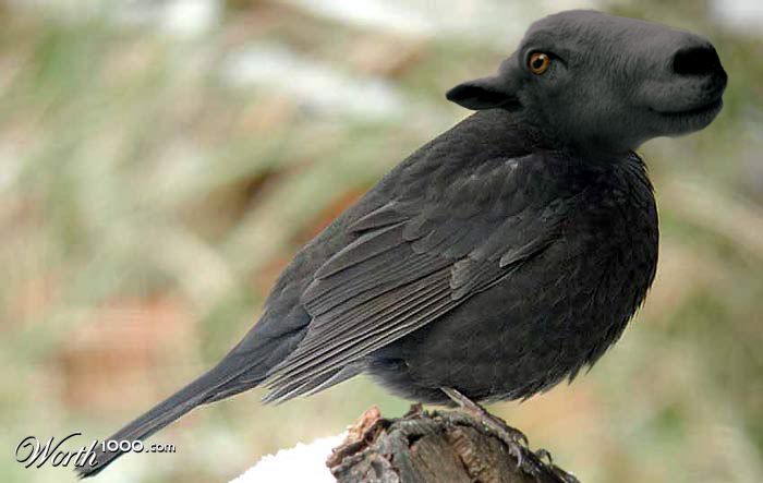 blacksheepbird