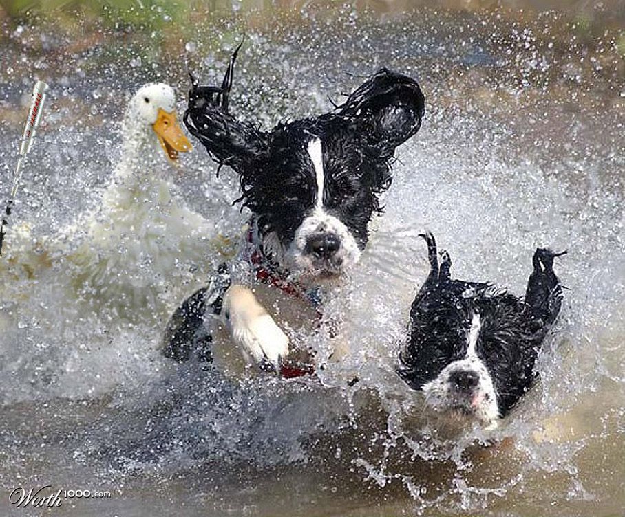 Beat it you Mutts !!