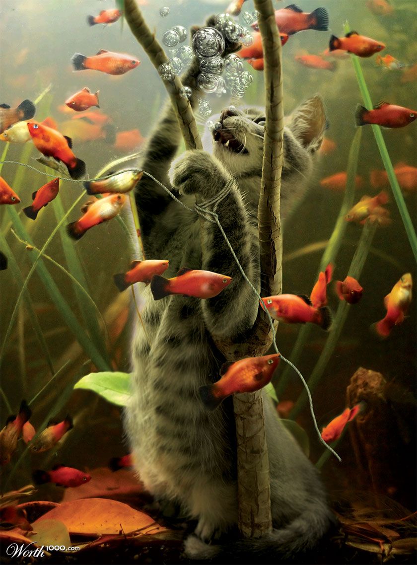 Big CATch