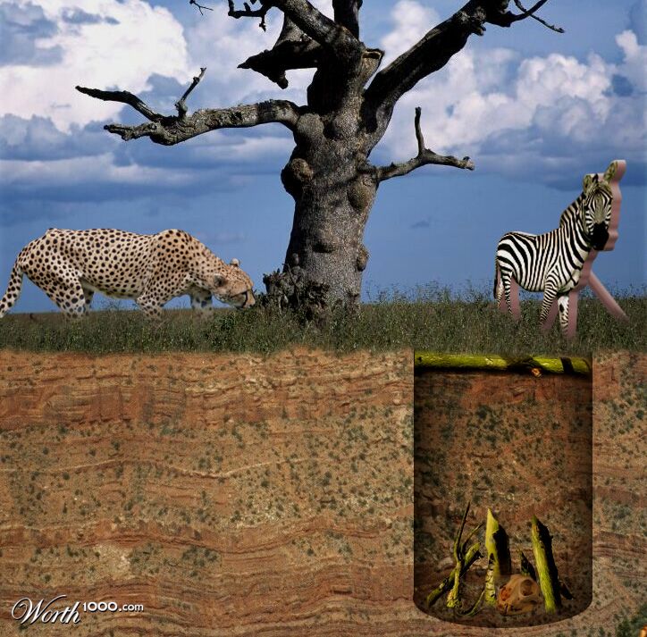 cheetah payback