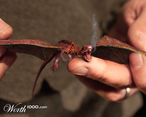 Pet Baby Dragon