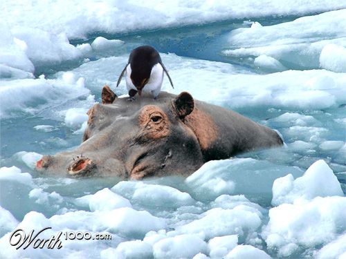 Africa 2 Antarctica