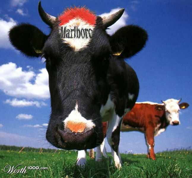 Famous cow(boy)
