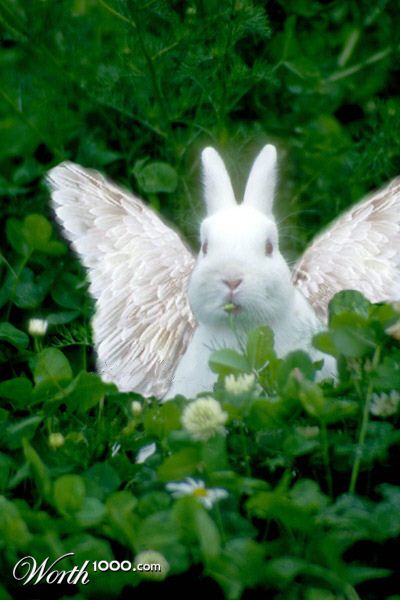 Bunny Angel
