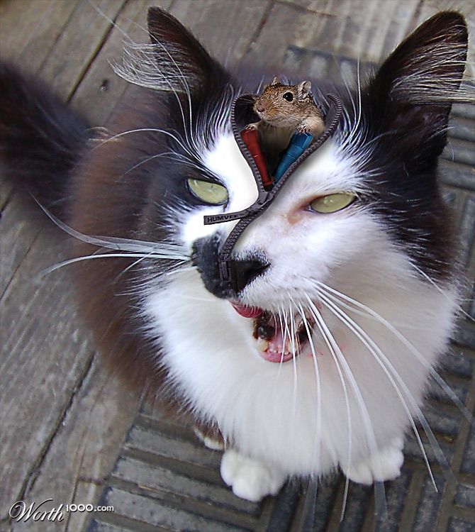 Cat Driver