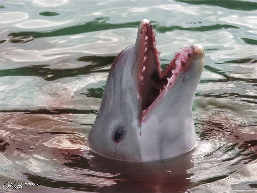 evil dolphin