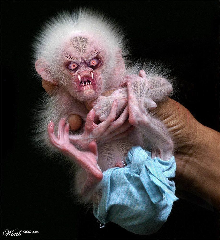Baby Monkey