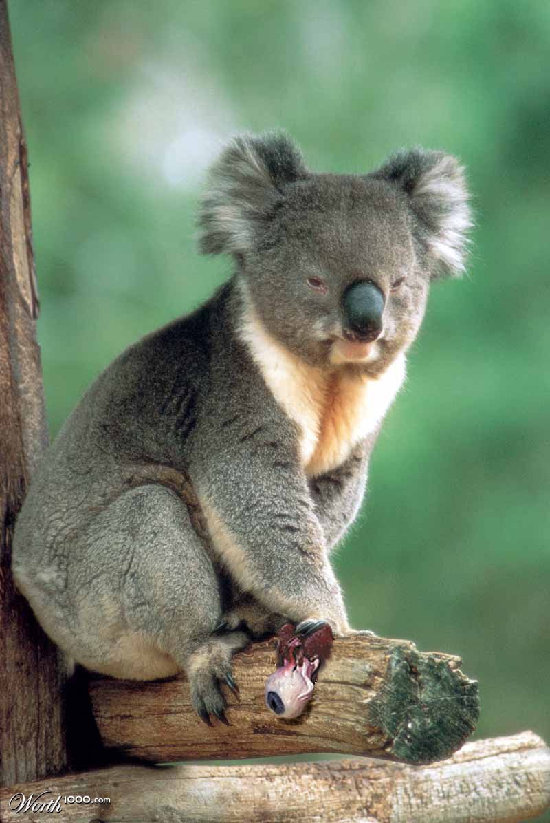 I Koala