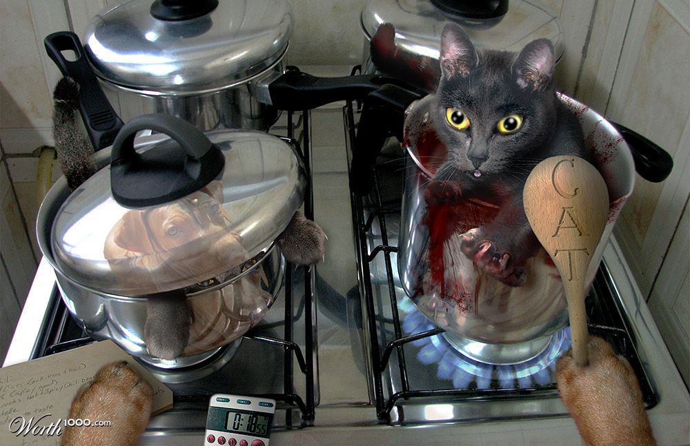 Cat Dinner
