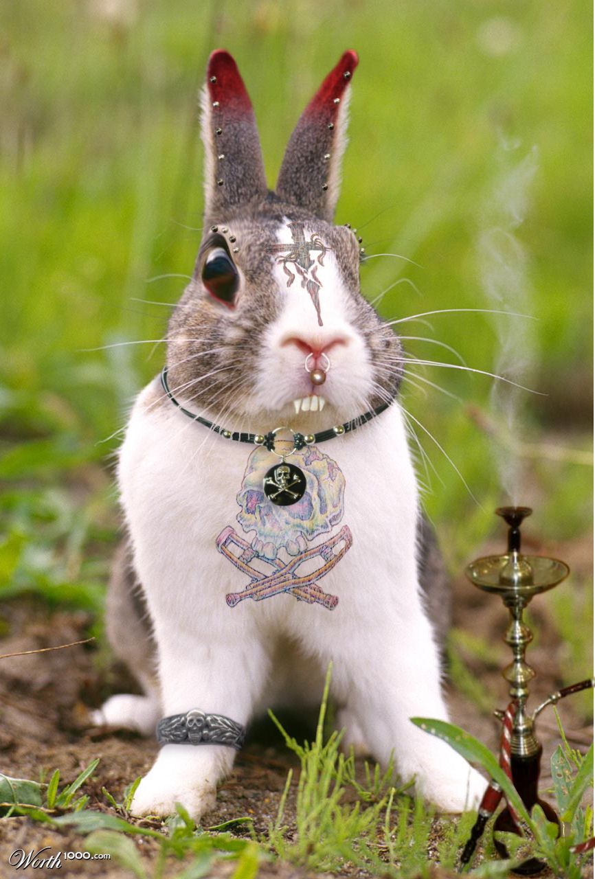 Punky Cottontail