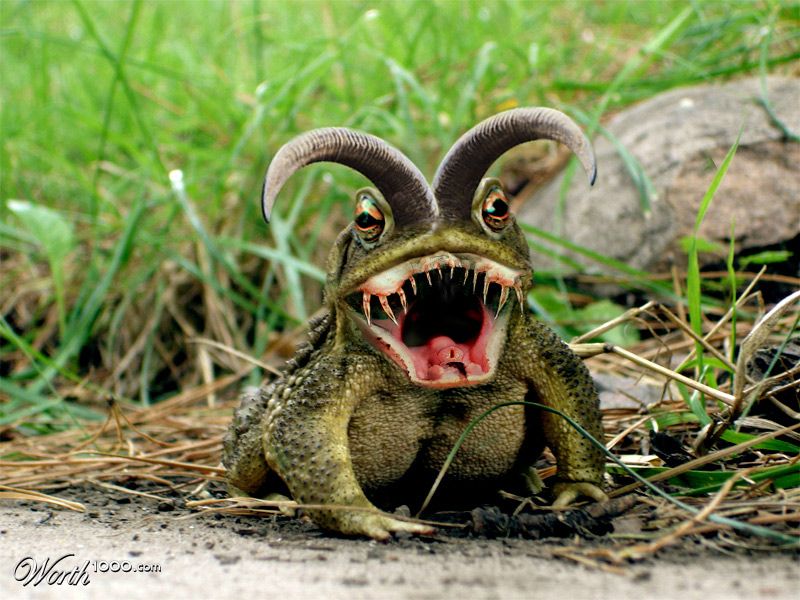 Onebadfrog