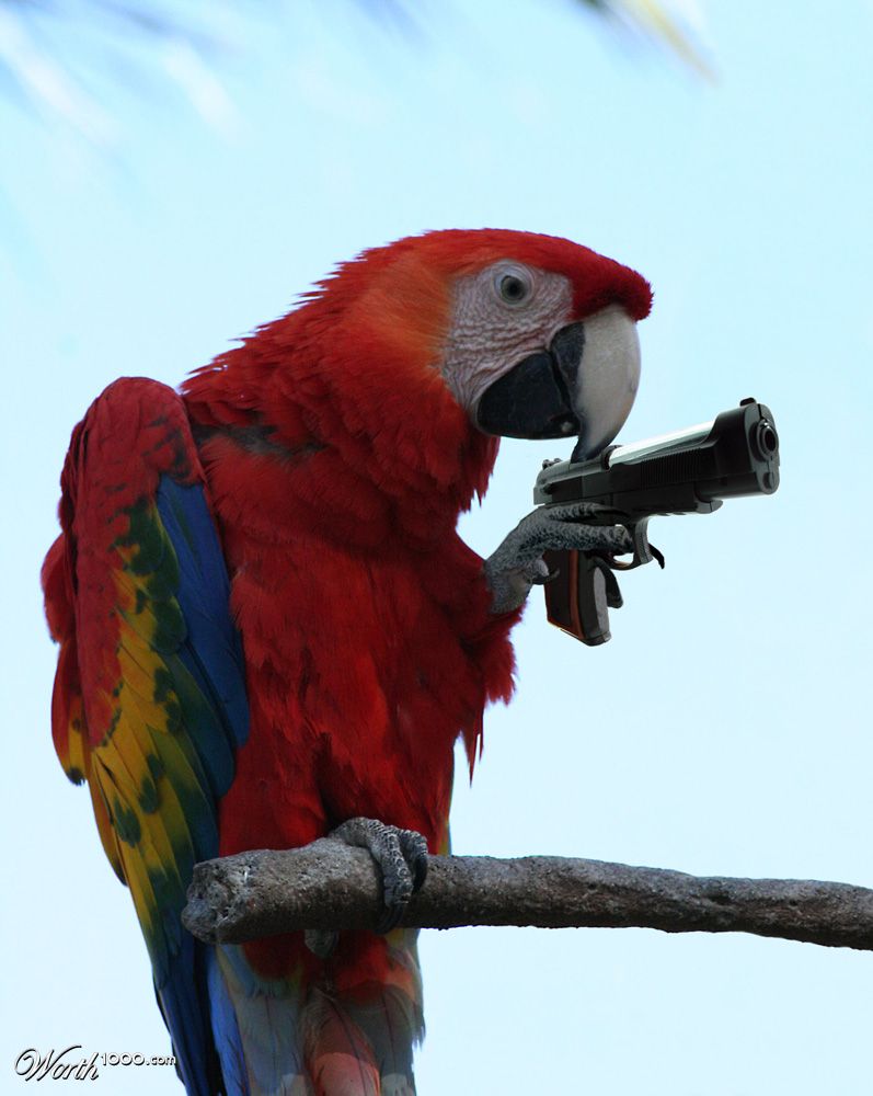 Parrot Gun
