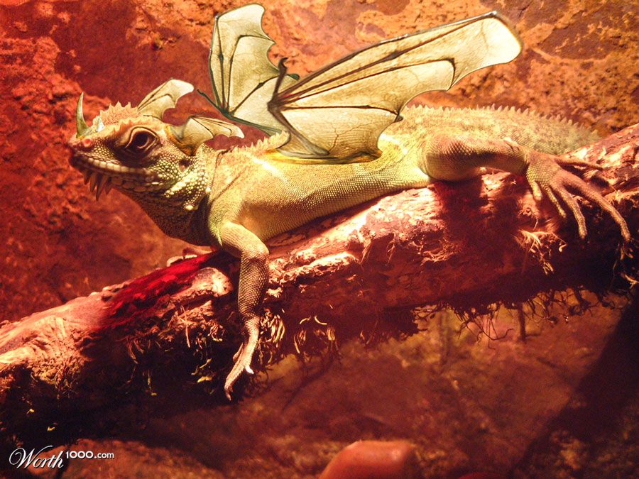 Green Dragon