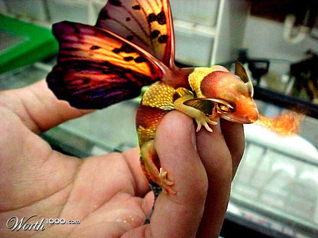 Fairy Dragon