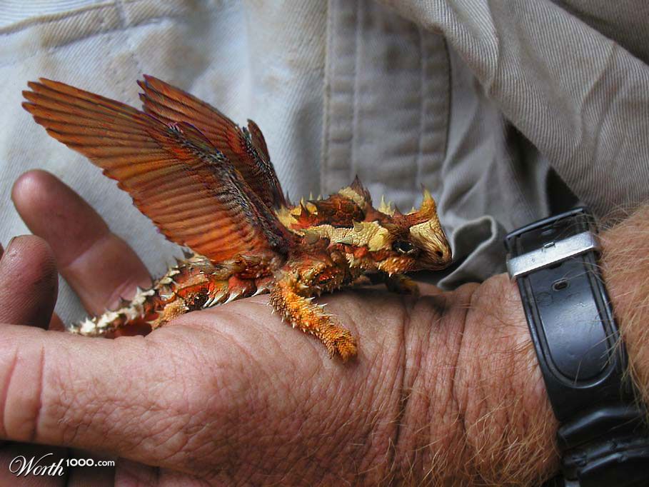 Thorny Devil