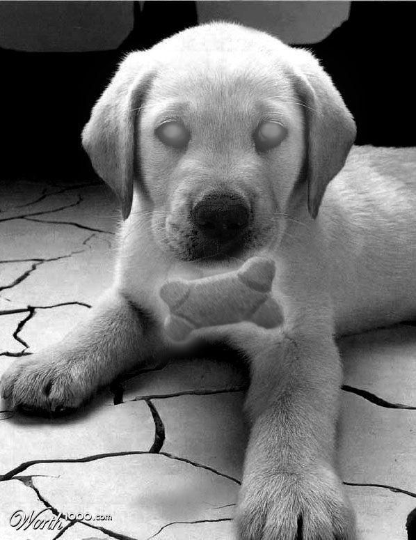 Telekinetic Dog