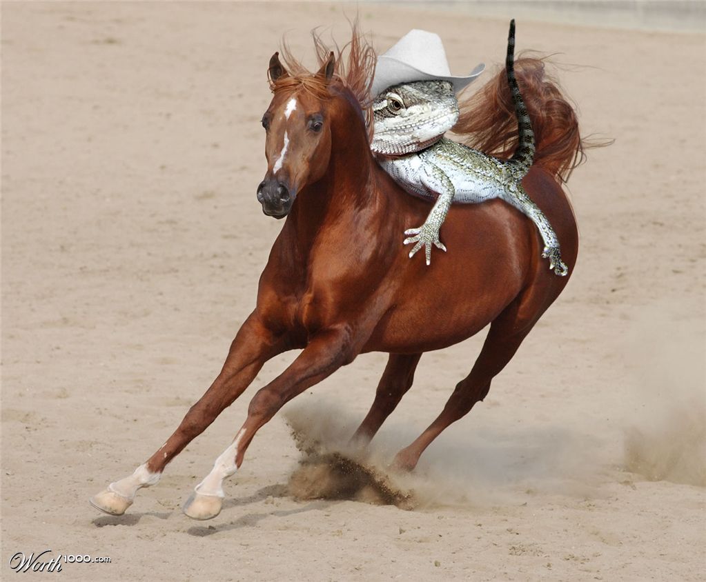 Cowboy Lizard