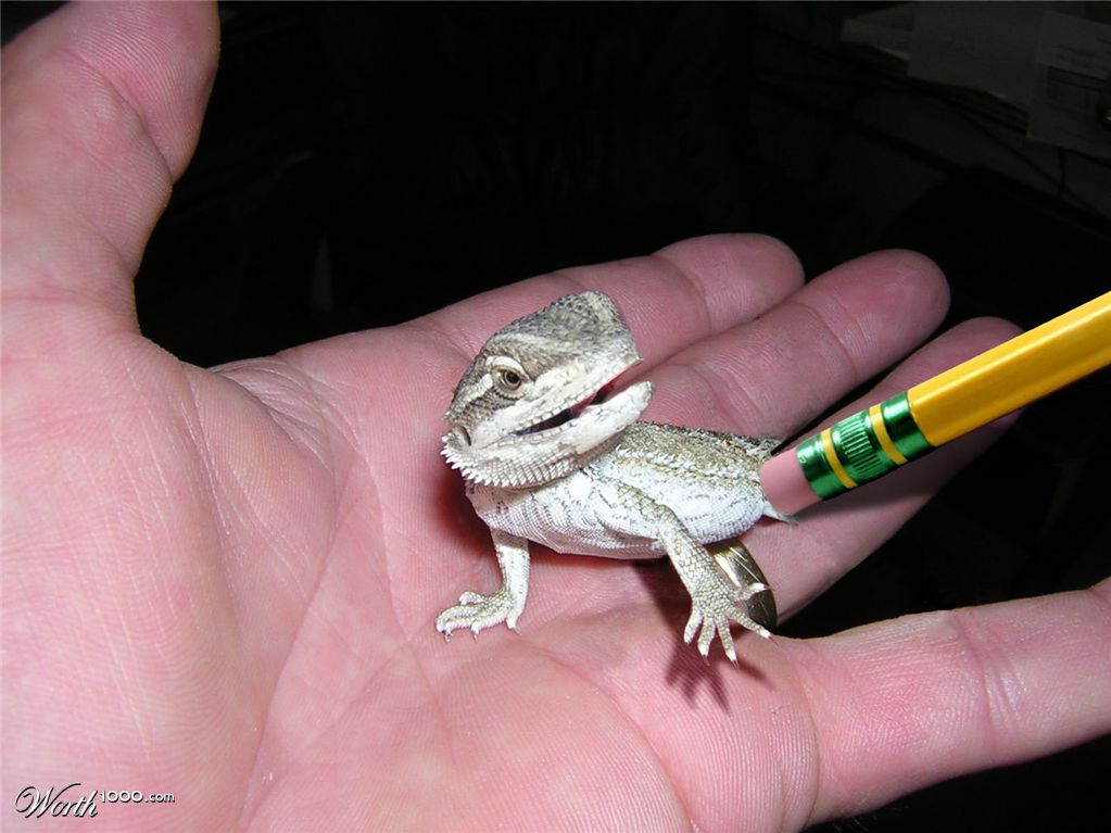 lizard be gone