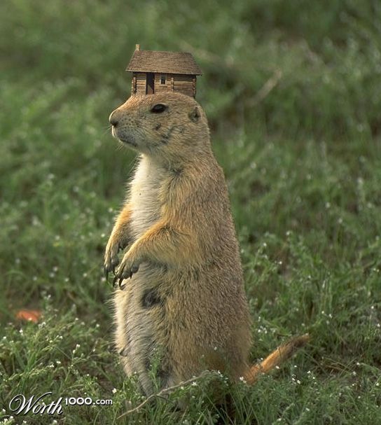 Little house on the Prairie Dog