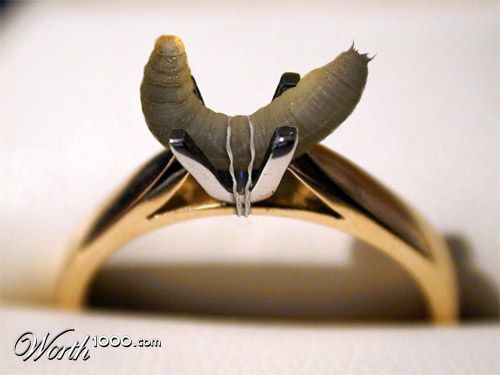Maggot Ring