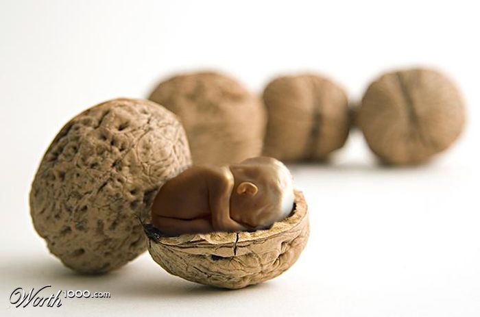Walnut Baby