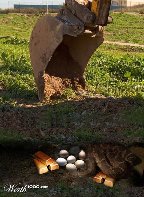 gold&egg