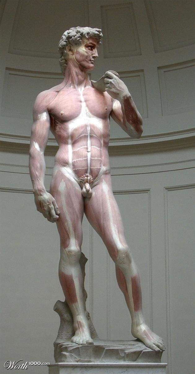 Anatomy of David