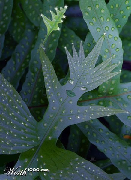 Fern Fairy