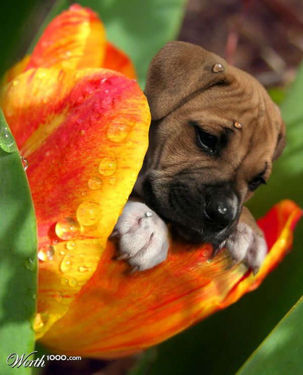 puppy tulip