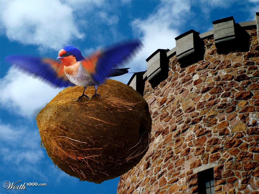European Swallow