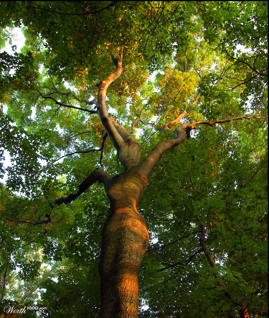 tree spirit