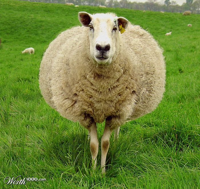 poofy wool