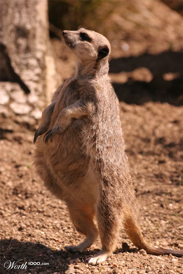 Fat Meercat