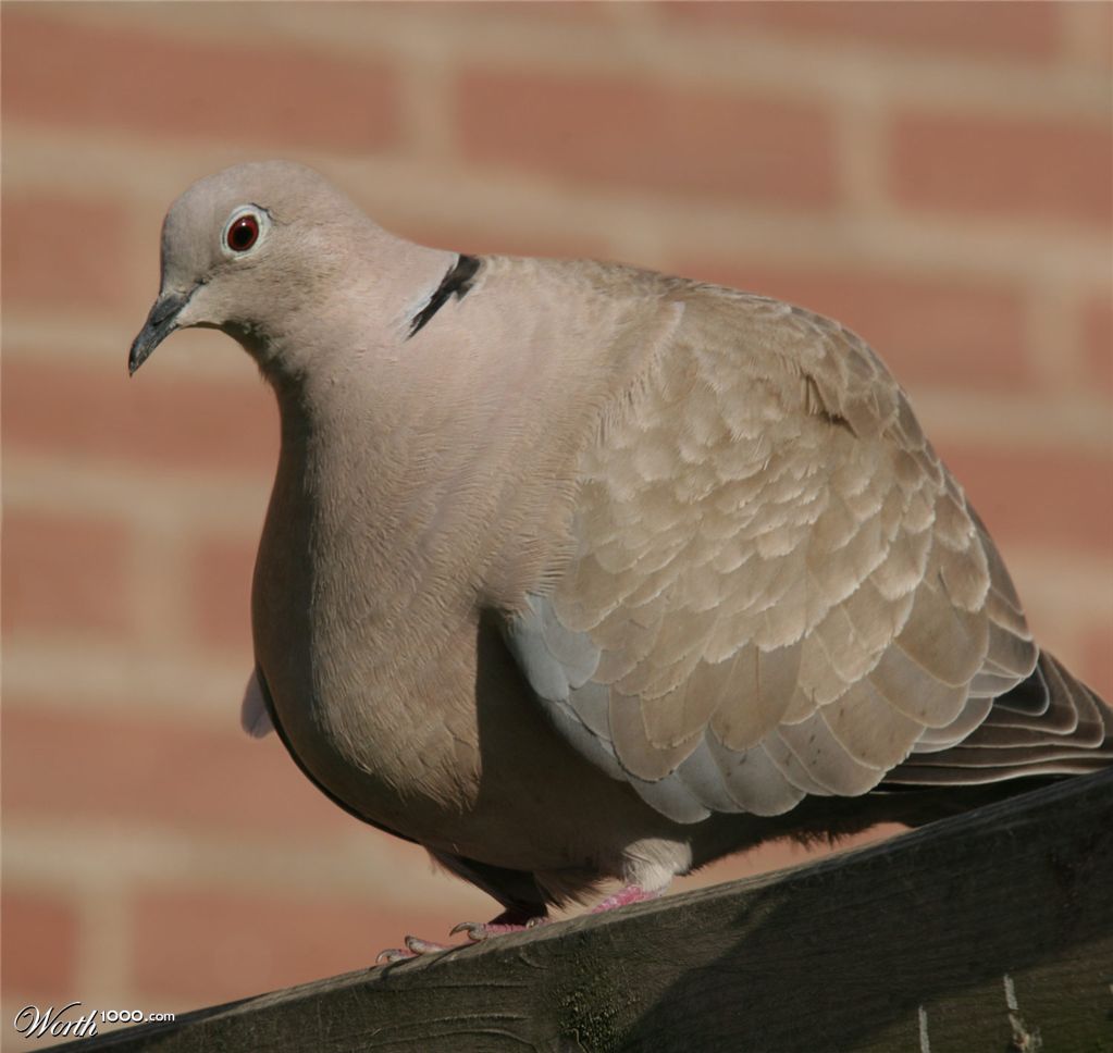 Pigeon