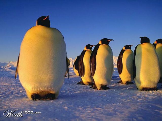 fat penguin