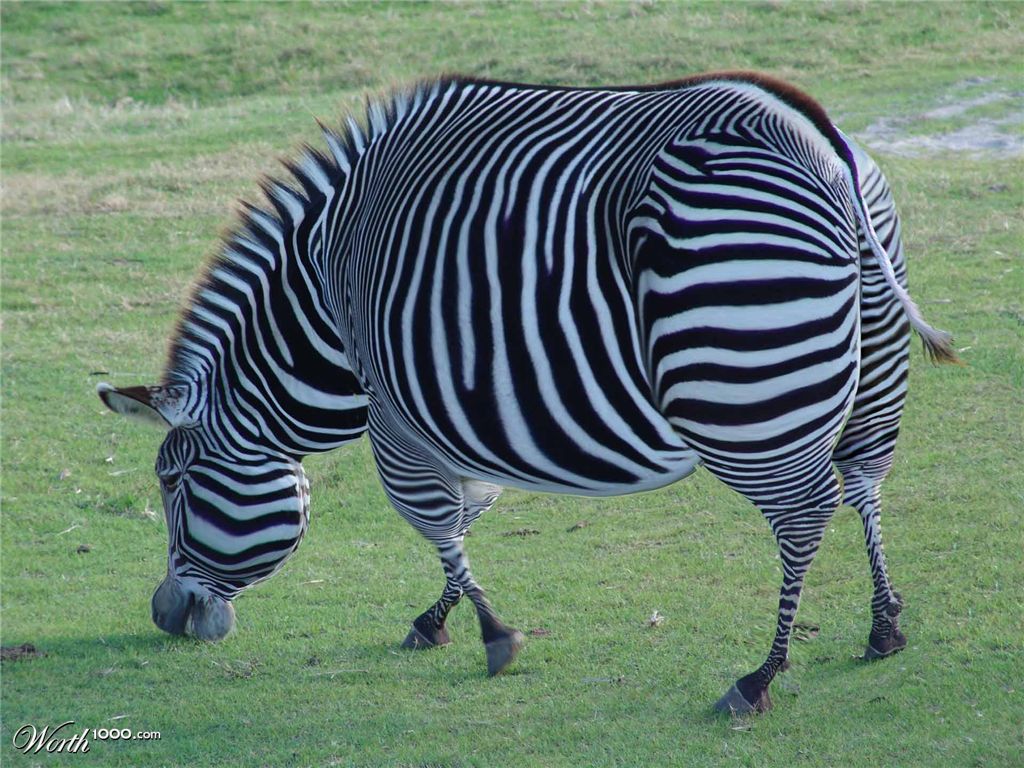 Zebra
