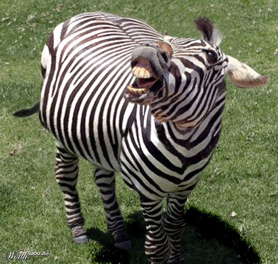 One Fat Zebra